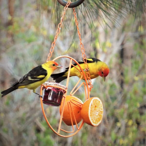 Automatisk fuglefoder Clementine Oriole Foder Orange