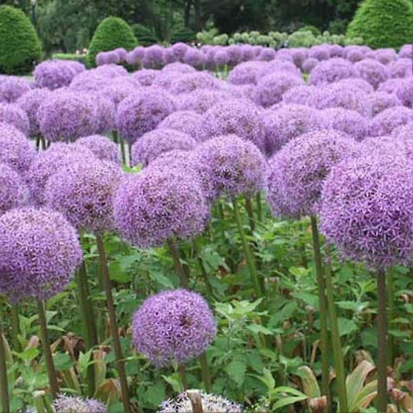100 stk. Kjempe On S Allium Gieum Blomsterplante Hjem En R- Purpl{HH} Purple Giant Onion Seeds