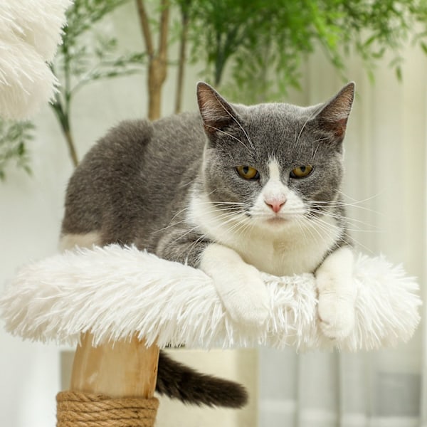 Rootz 24 "Cat Tree - Cat Tower - Scratching Post - Blød vaskbar seng - 50 cm x 47 cm x 61,5 cm for katte op til 5 kg