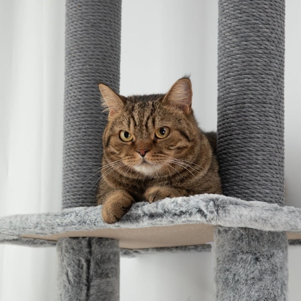 Rootz Cat Scratching Post Tree - Justerbara höjder - Mysiga hängmattor - Flera nivåer - Mjukt skydd - Rejäla stöd - Golv till tak - Grå - 60cm x 48cm