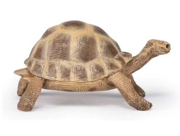 Hermannskildpadde