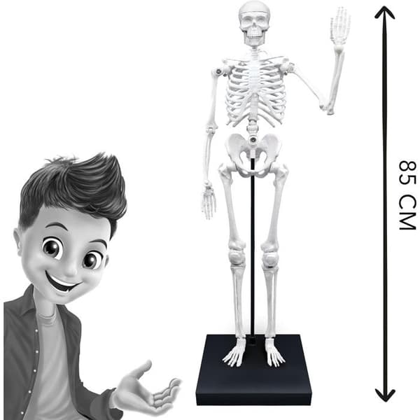 Buki - Skelet 85 Cm Buki