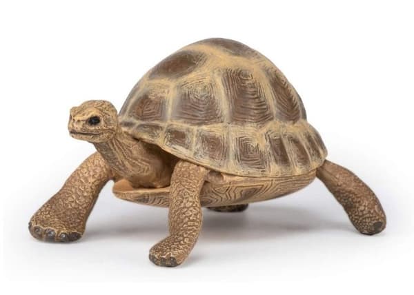 Hermannskildpadde