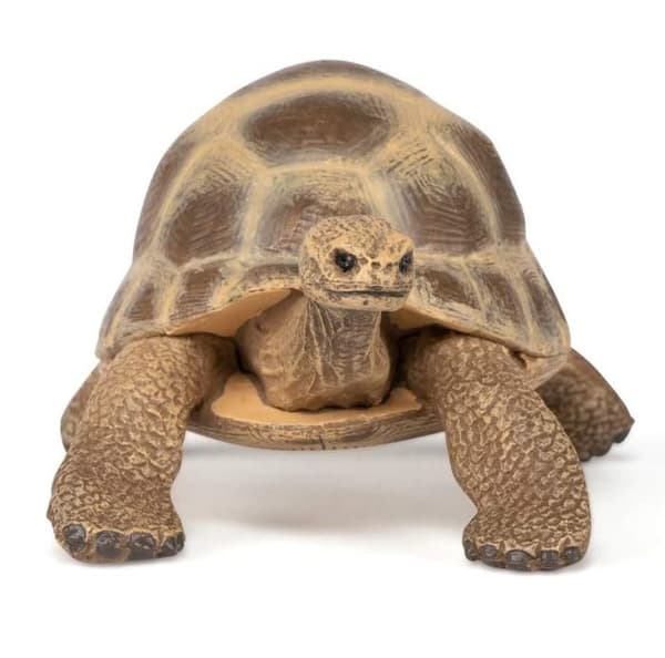 Hermannskildpadde