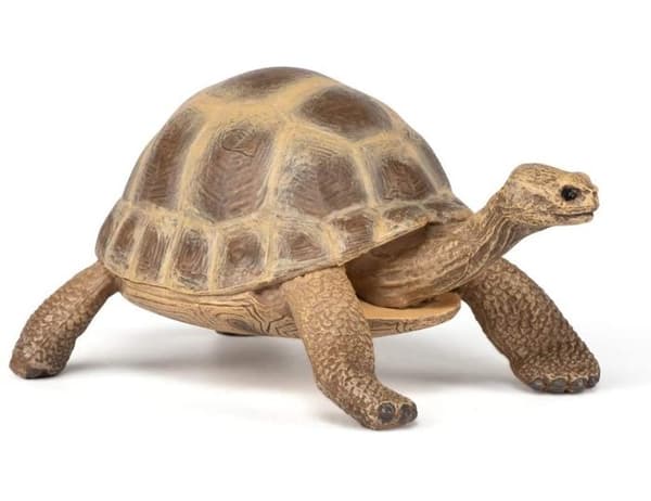 Hermannskildpadde