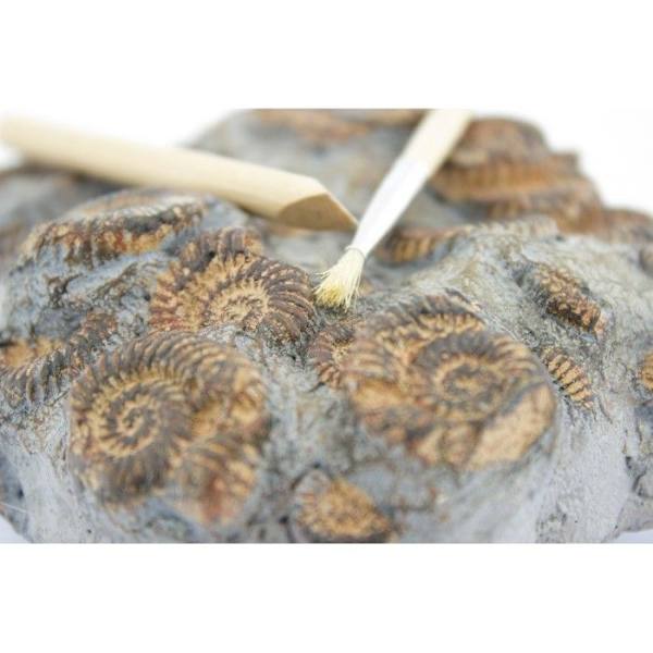 Kit Paleo: Läpi Aikojen