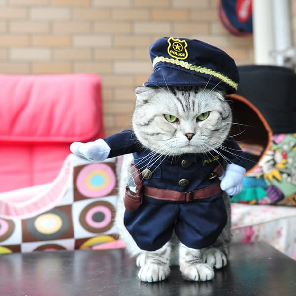 Hundekostumer Dyrefestkostumer Cosplay Kæledyrskostumer S