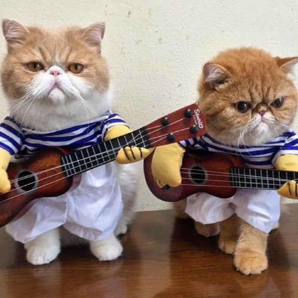 Hundekostumer Dyrefestkostumer Cosplay Kæledyrskostumer M