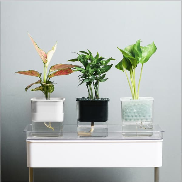2 stk. urtepotter, pothos selvabsorberende urtepotter Svart