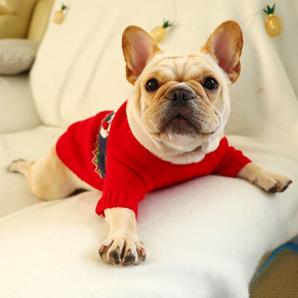 Varm rød julesweater til små hunde og katte