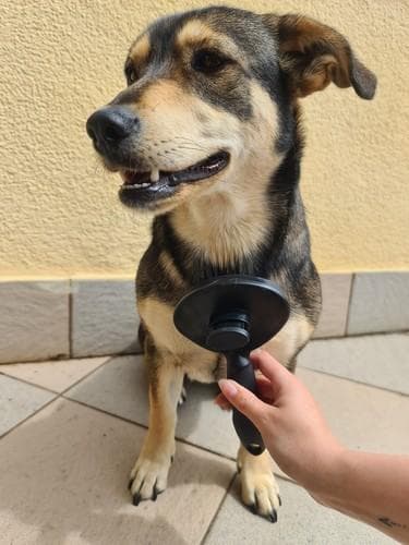 Hårborste för hund och katt