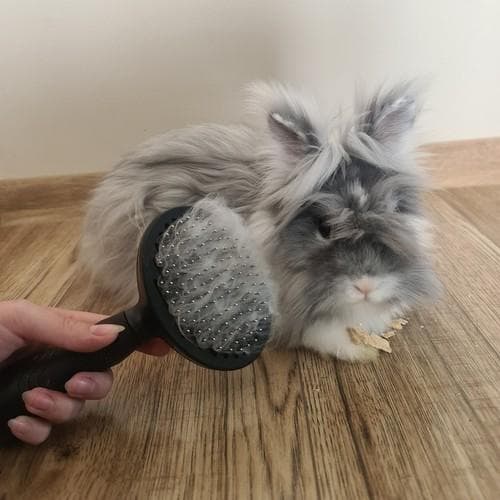 Hårbørste til hund og kat