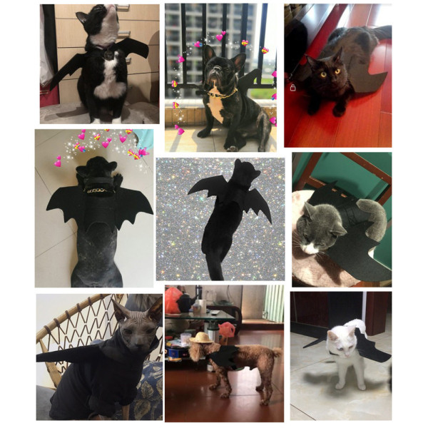 Kattkostym Halloween hund fotokostym Husdjurskostym