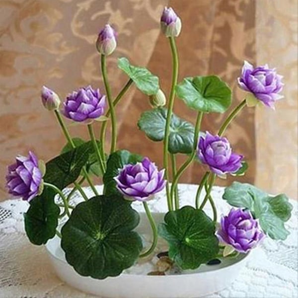 1 Pose Frø af Lotusblomst Mini Sjælden Mix K