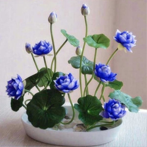1 Pose Frø af Lotusblomst Mini Sjælden Mix K