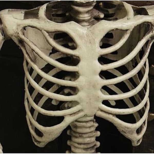 2023 Halloween-sisustus kotiin 90 cm muovinen pääkallo luuranko baariin Halloween-cosplay-luuranko Lasten kummitustalon sisustus 90cm skull