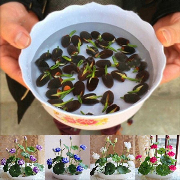1 Pose Frø af Lotusblomst Mini Sjælden Mix K