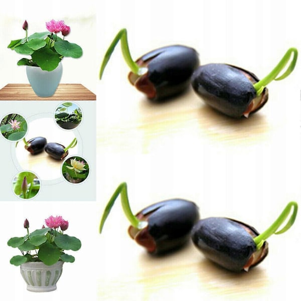 1 Pose med Mini Lotusfrø Mix K