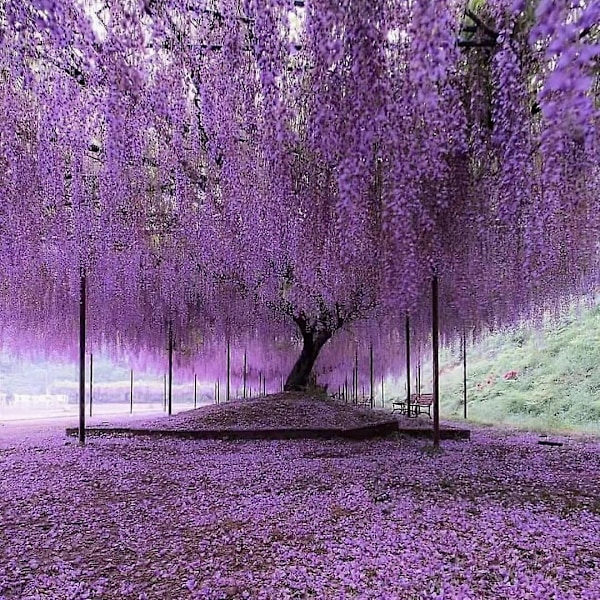 12 kpl Wisteria Kukka Köynnökset Garland 1,14 metriä pitkiä keinotekoisia Wisteria Garland Kukkia Wisteria Köynnös (Purppura Sininen)