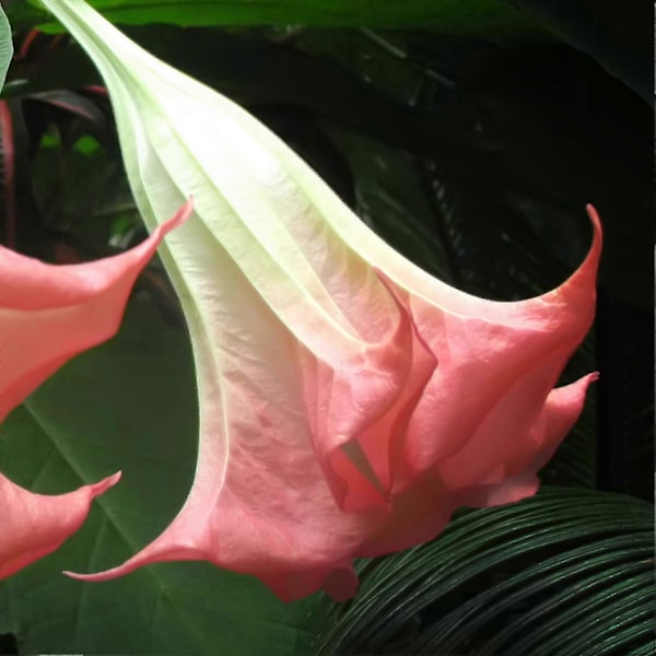 Brugmansia Änglatrumpeter - Set om 3 - 25-40cm Höga - 9cm Diameter
