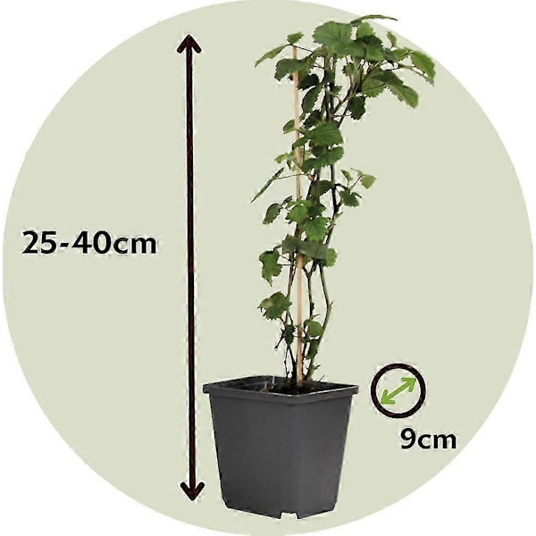 Brugmansia Änglatrumpeter - Set om 3 - 25-40cm Höga - 9cm Diameter
