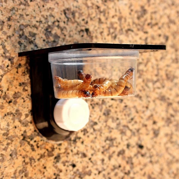 4-pack Gecko Matningsställ, Reptil Ödla Gecko Mat Vatten Skål Husdjurstillbehör