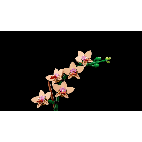 LEGO® Botanicals Miniorkidé 10343