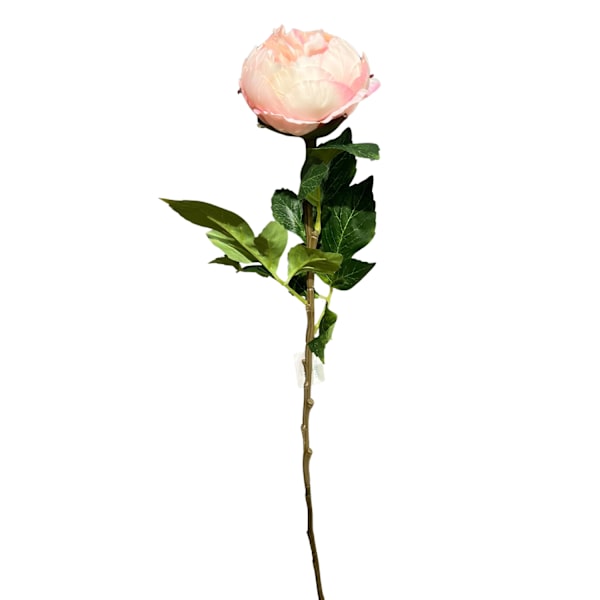 Pion Rosa 67 cm Pink