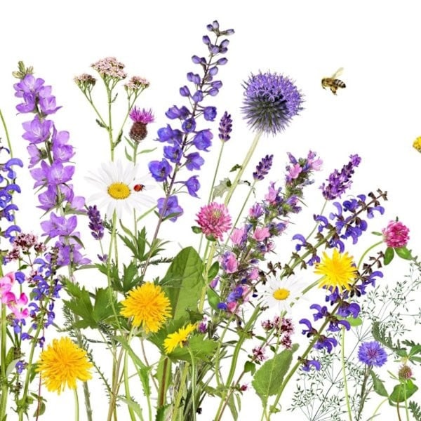 Servetter Sommaräng 33x33 cm 20-pack Multicolor