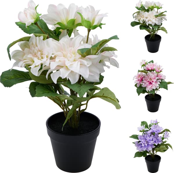 Dahlia i kruka Vit 42 cm Vit