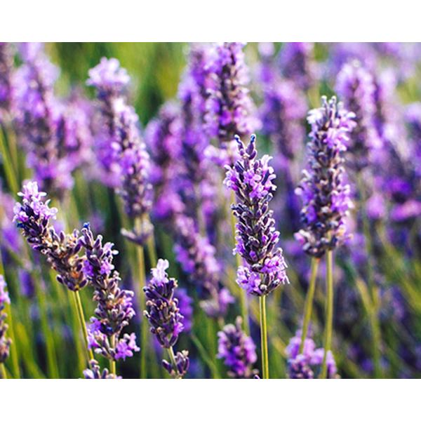 Doftolja Lavendel 10 ml Brun