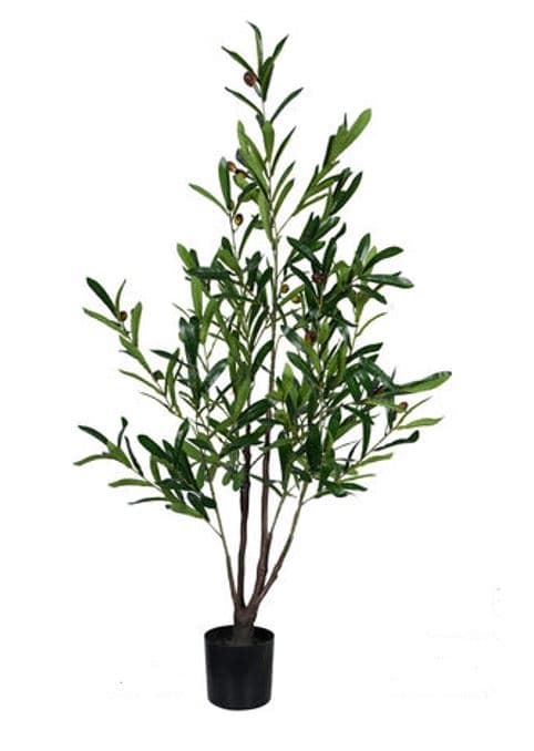 Olivträd Oliv Träd 120 cm Grön