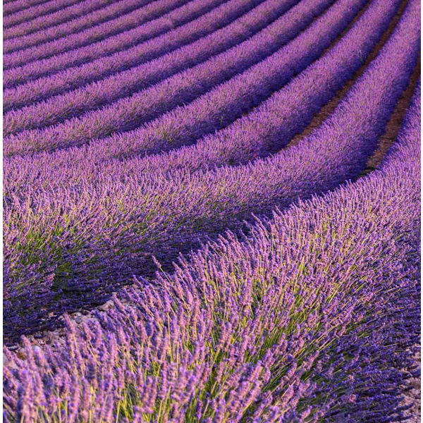 Doftolja Lavender Fields 10 ml Brown