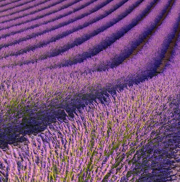 Doftolja Lavender Fields 10 ml Brun