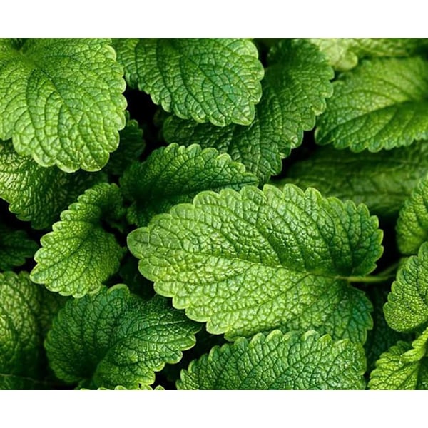 Doftolja Citronmeliss 10 ml Brown