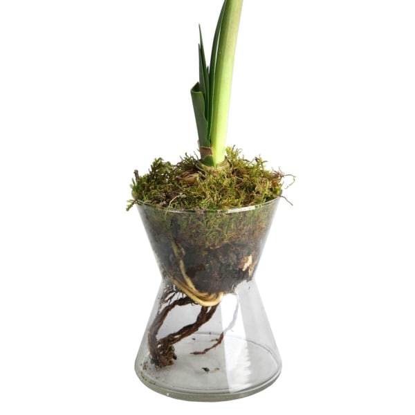 Vase Amaryllis 16 cm Transparent