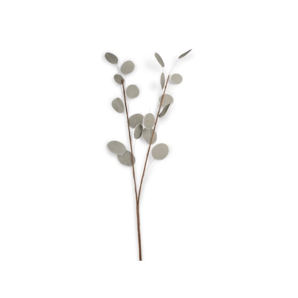 Kvist Penningblomma Grå 72 cm grå