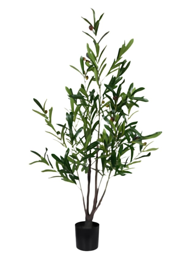 Olivträd Oliv Träd 120 cm Grön