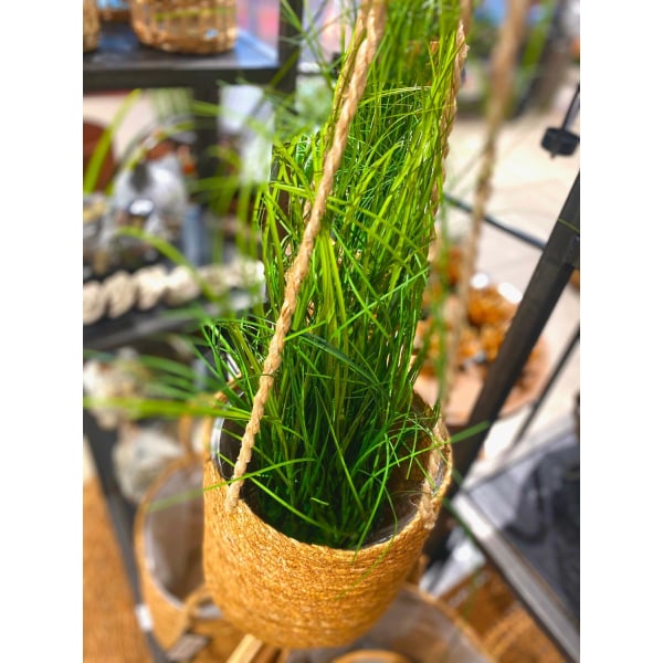 Dekorationsgräs i kruka H55 cm Grön