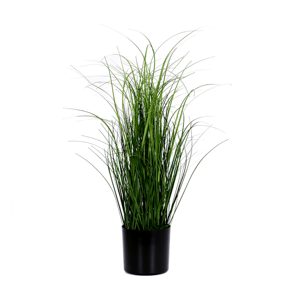 Dekorationsgräs i kruka H55 cm Green