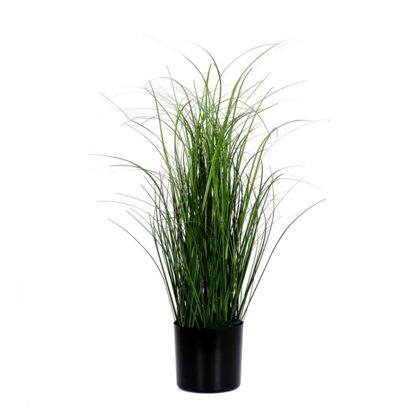 Dekorationsgräs i kruka H55 cm Grön