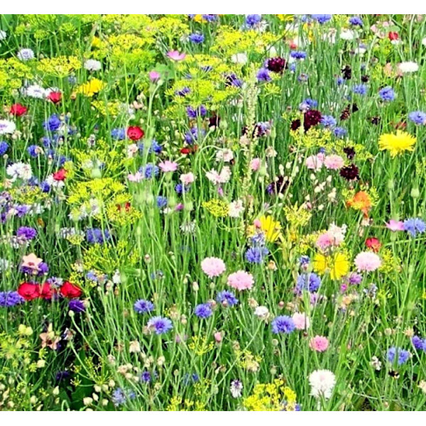Doftolja Sommarblom 10 ml Brown
