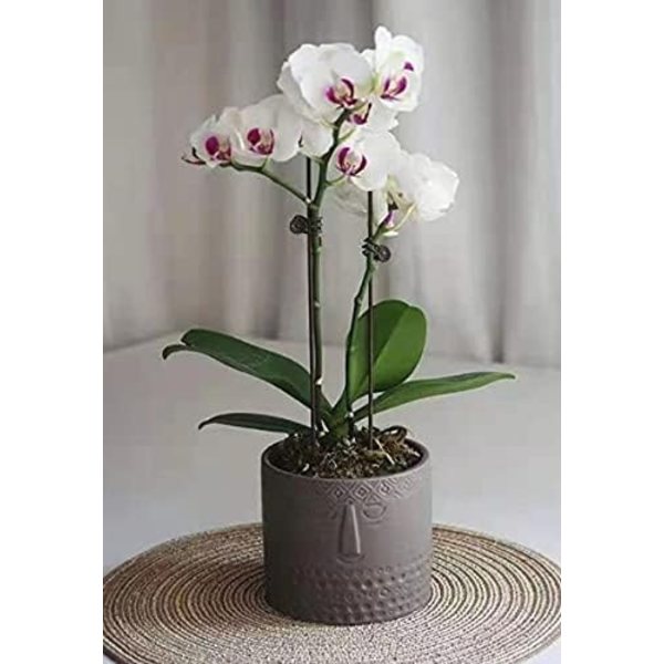 Set med 2 keramiska blomkrukor för suckulenter - Ansiktsdesign - För vardagsrum, kontor - Vit