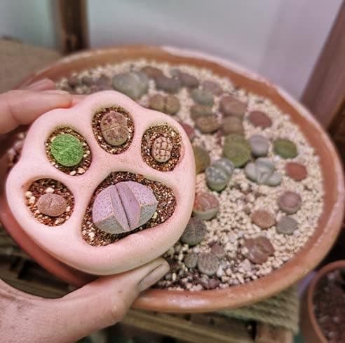 Cementdjurfotsavtryck Blomkrukor med Dräneringshål, 8 cm Diameter för Suckulenter, Inomhusdekoration, 3-pack