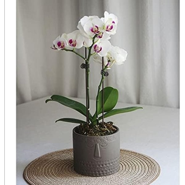 Set med 2 keramiska blomkrukor för suckulenter - Ansiktsdesign - För vardagsrum, kontor - Vit