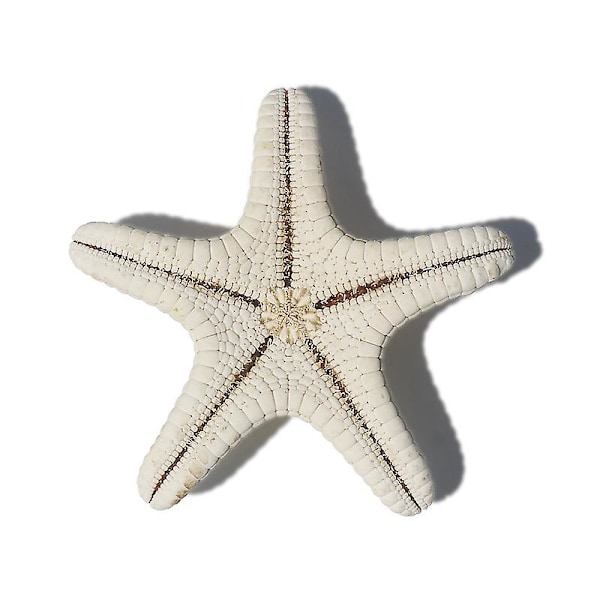 3pcs 5cm Small Starfish Star Sea Shell Beach Craft