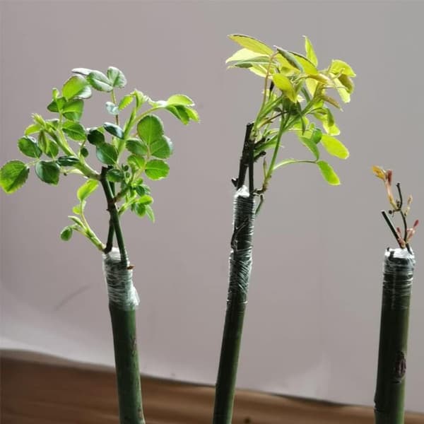4 rullar ympfolie - 3cm x 200m fruktträdstejp - växttejp