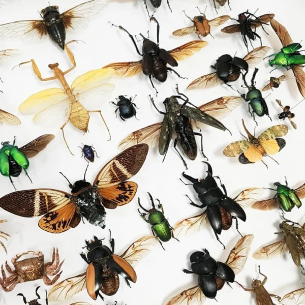 Undervisning i forskning om skräddarsydda verkliga insektsexemplar med bevingade skaraberprover Collection Art Staty Heminredning