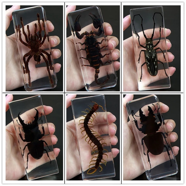 Riktigt smådjur Insektsexemplar Miljöharts Skalbagge Tusenfoting Scorpion Mantis Locust Spindel Stor present 110mm*43mm