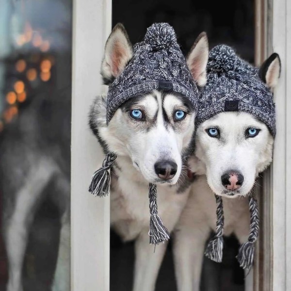 Dualpet Varma Hund Mössor Stickning Vindtät mössa för Hundar Katter Fransk Bulldog Chihuahua Vinter Fluffig Ball Cap Husdjurstillbehör SML pink